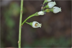 Vaccinium neilgherrense